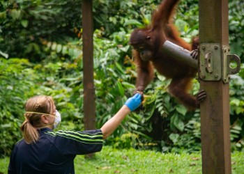 2D1N Myne Resort Package  ( Sandakan/ Sukau Bilit / Kinabatangan River) 