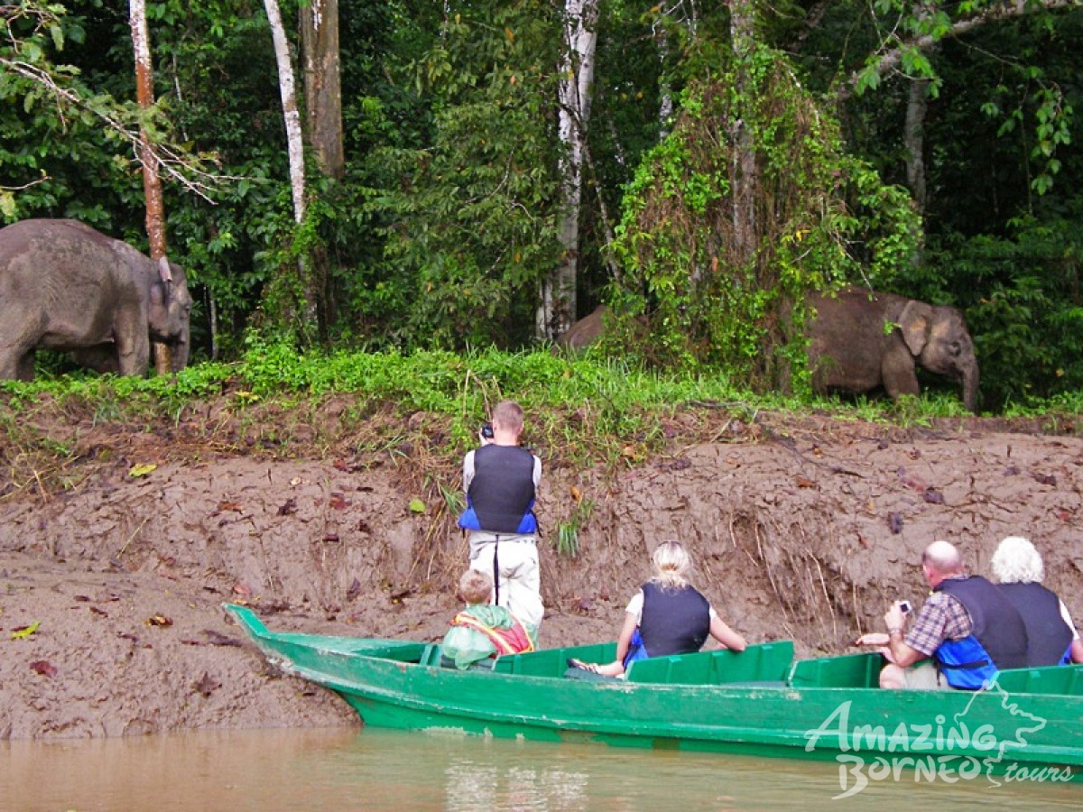4D3N Myne Resort Package (Sandakan/ Sukau Bilit / Kinabatangan River) - Amazing Borneo Tours