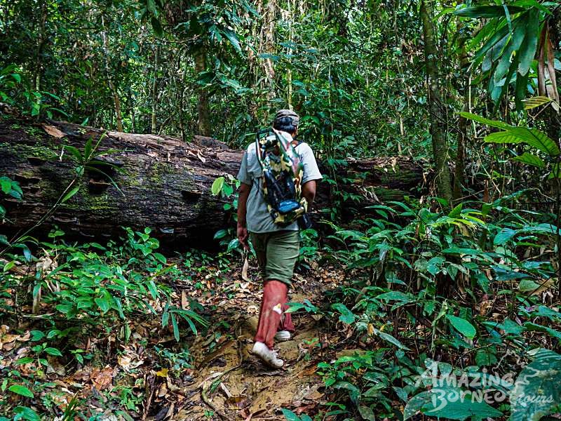 2D1N Abai Kinabatangan Wetlands Resort - Amazing Borneo Tours
