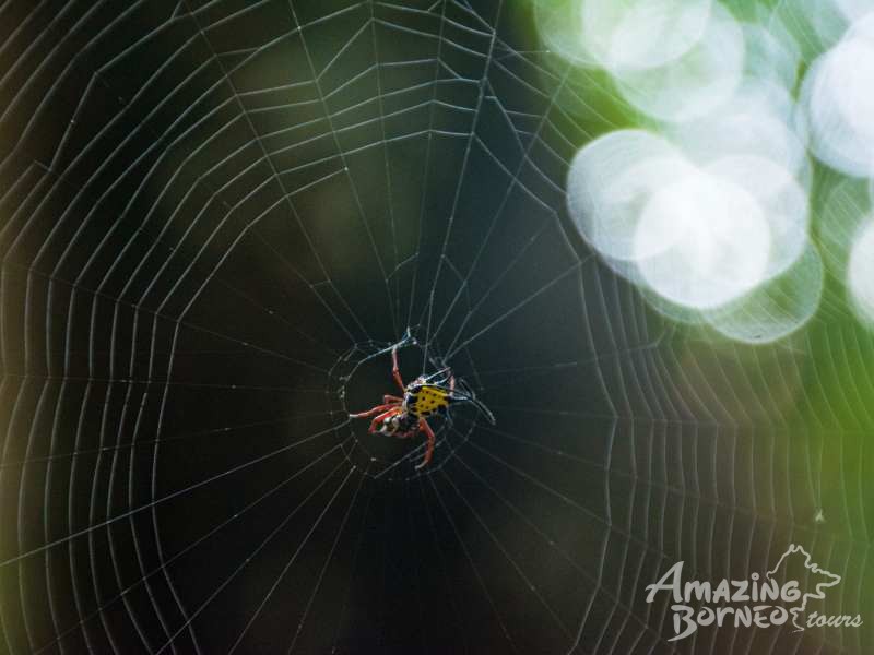3D2N Abai Kinabatangan Wetlands Resort - Amazing Borneo Tours