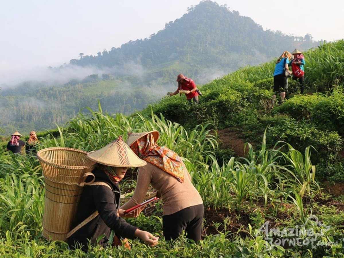 2D1N Kinabalu Park & Poring Hot Spring & Sabah Tea Garden Tour - Amazing Borneo Tours