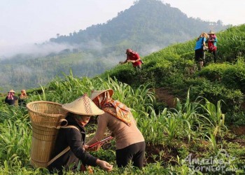 2D1N Kinabalu Park & Poring Hot Spring & Sabah Tea Garden Tour