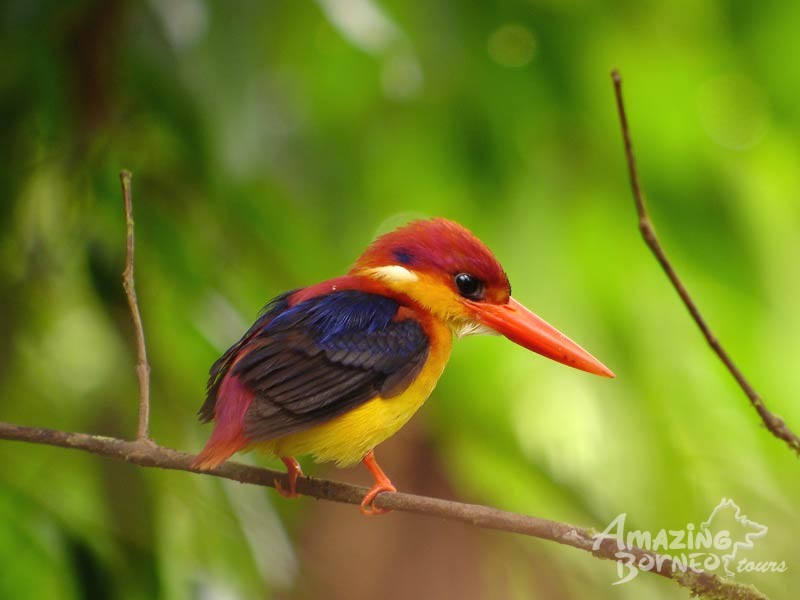 8D7N Birding & Wildlife In Mystical Borneo