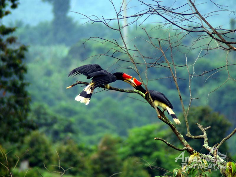 8D7N Birding & Wildlife In Mystical Borneo  - Amazing Borneo Tours