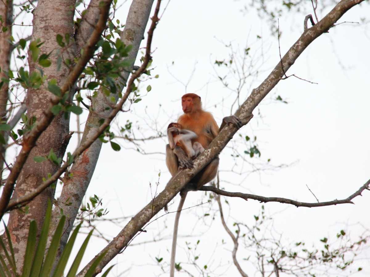 "The Little Kinabatangan" - Proboscis Monkey & Fireflies River Cruise - Amazing Borneo Tours