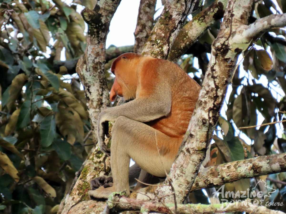 "The Little Kinabatangan" - Proboscis Monkey & Fireflies River Cruise - Amazing Borneo Tours