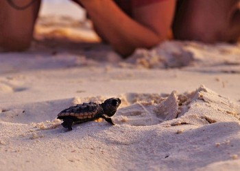 3D2N STARLIGHT WITH TURTLES, SUNRISE WITH ORANGUTANS - LIBARAN ISLAND / SEPILOK 