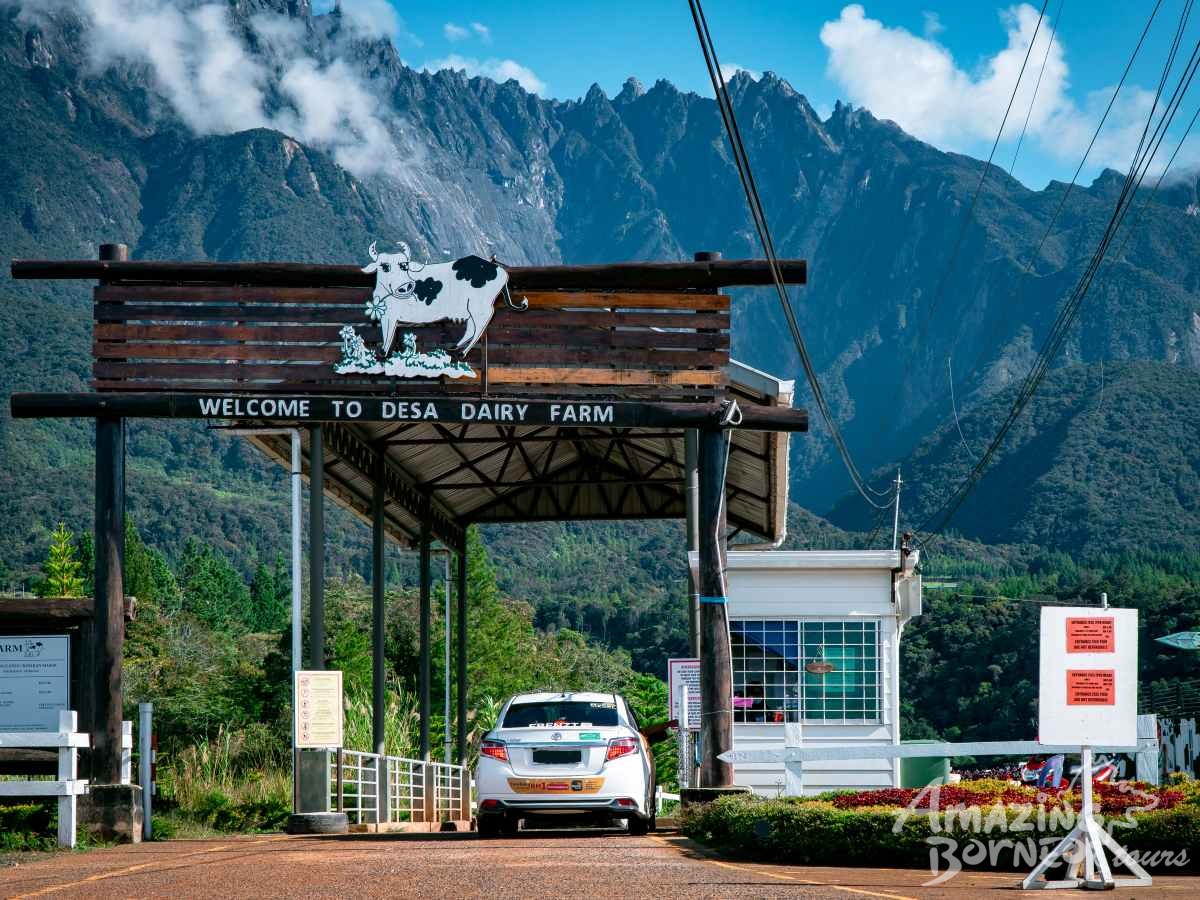 Kinabalu Park with Desa Cow Farm & Sunset Dinner Cruise - Amazing Borneo Tours