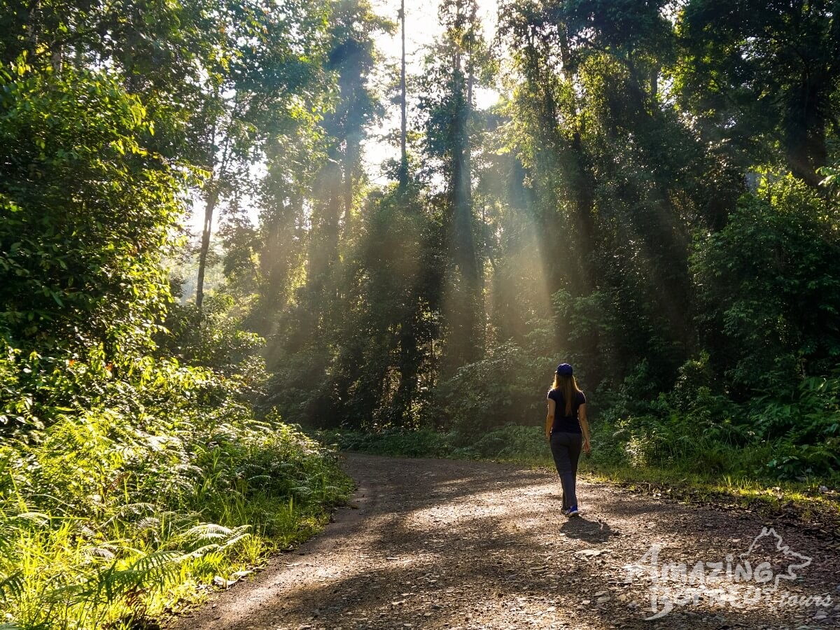 4D3N Danum Valley Field Centre - Nature Lover Experience (Budget) - Amazing Borneo Tours