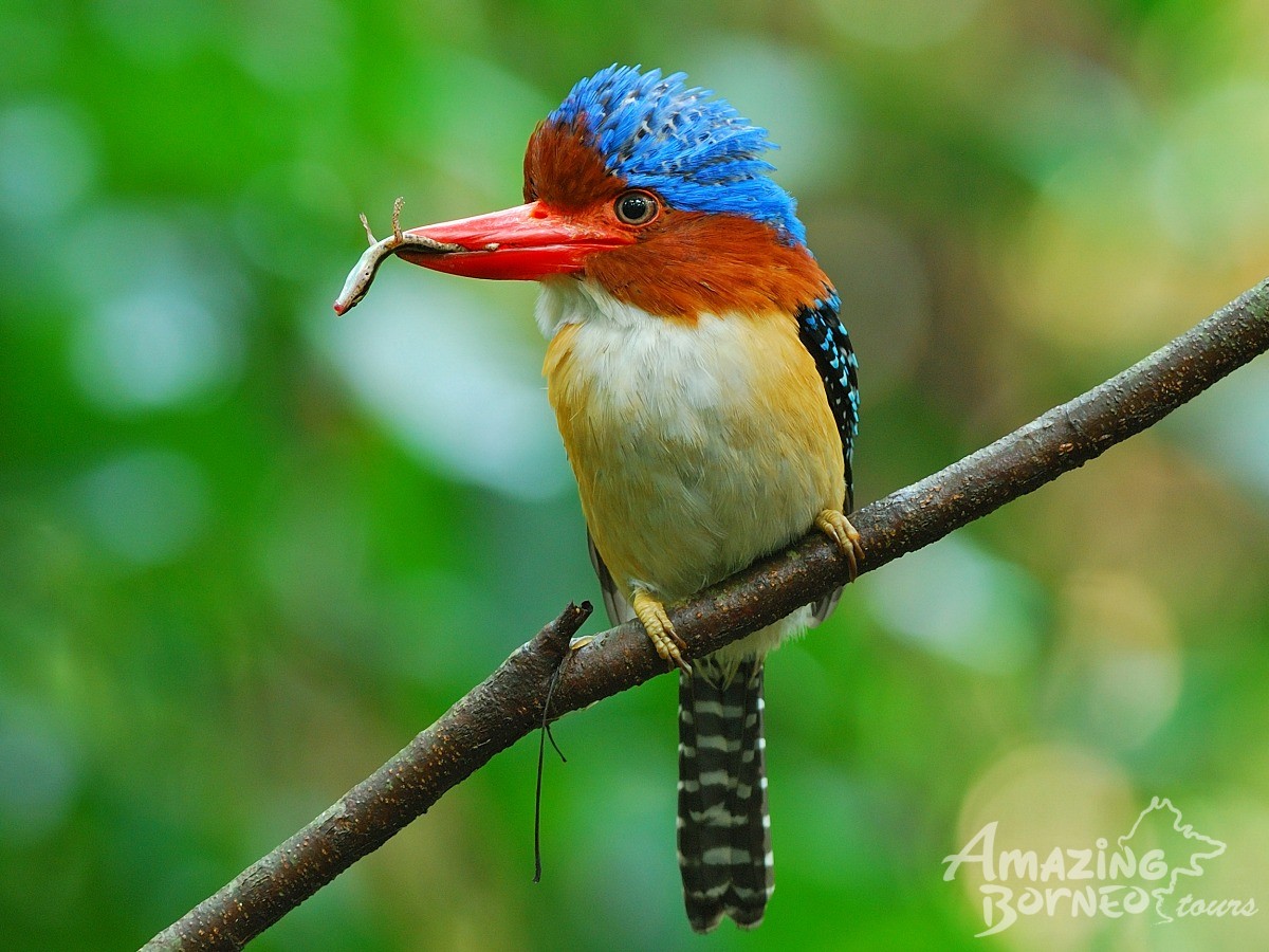 4D3N Danum Valley Field Centre - Nature Lover Experience (Budget) - Amazing Borneo Tours