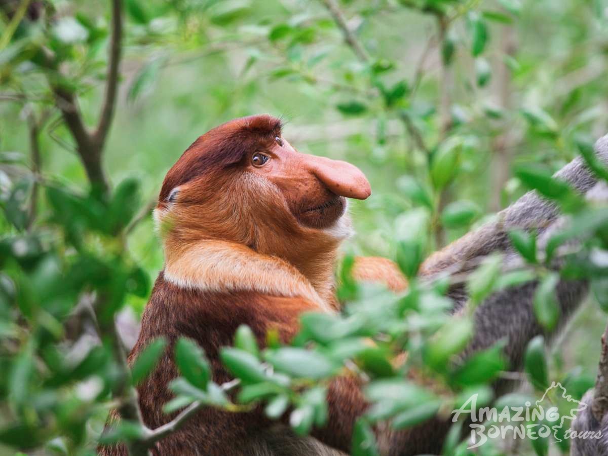 4D3N Danum Valley Field Centre - Nature Lover Experience (Budget) - Amazing Borneo Tours