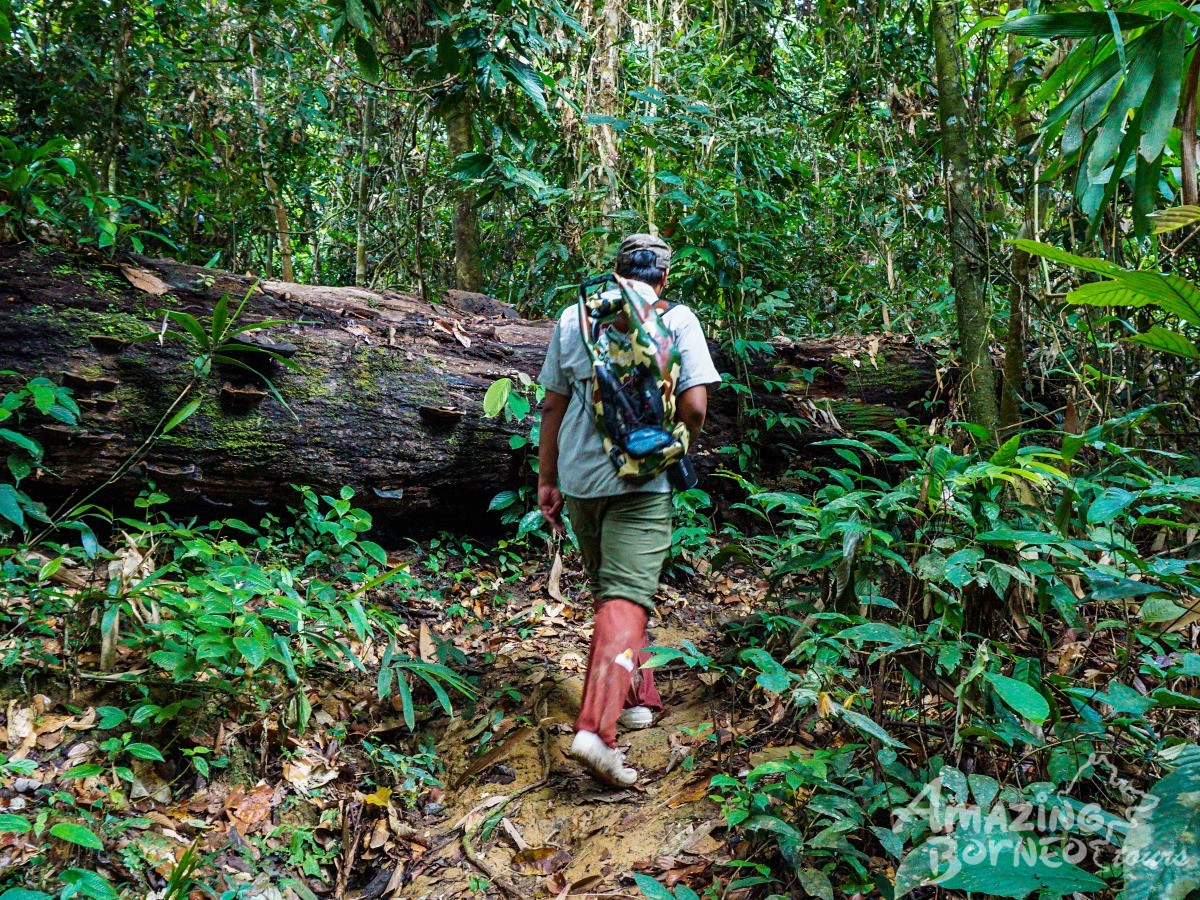 4D3N Danum Valley Field Centre - Nature Lover Experience (Budget) - Amazing Borneo Tours