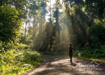 4D3N Danum Valley Field Centre - Nature Lover Experience (Budget)