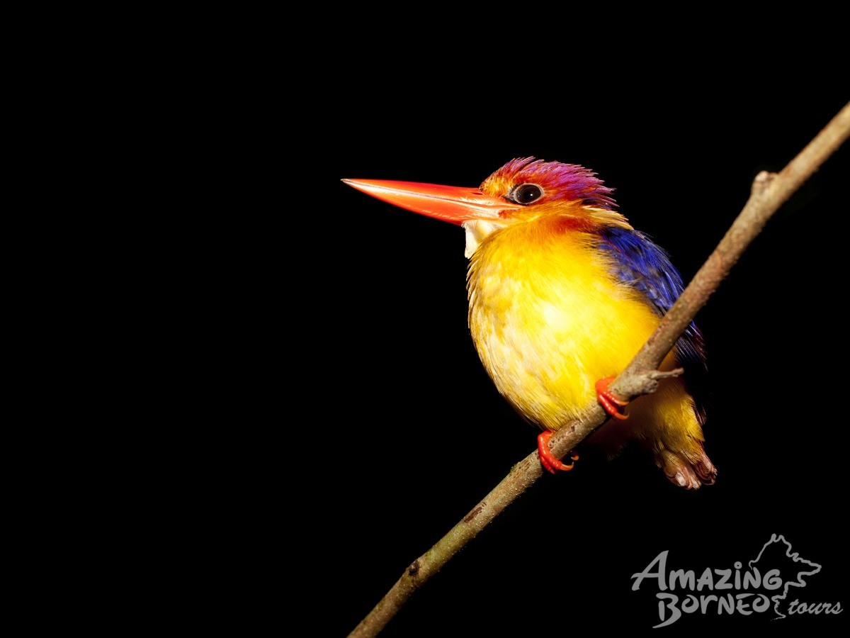 3D2N Danum Valley Field Centre - Nature Lover Experience (Budget) - Amazing Borneo Tours