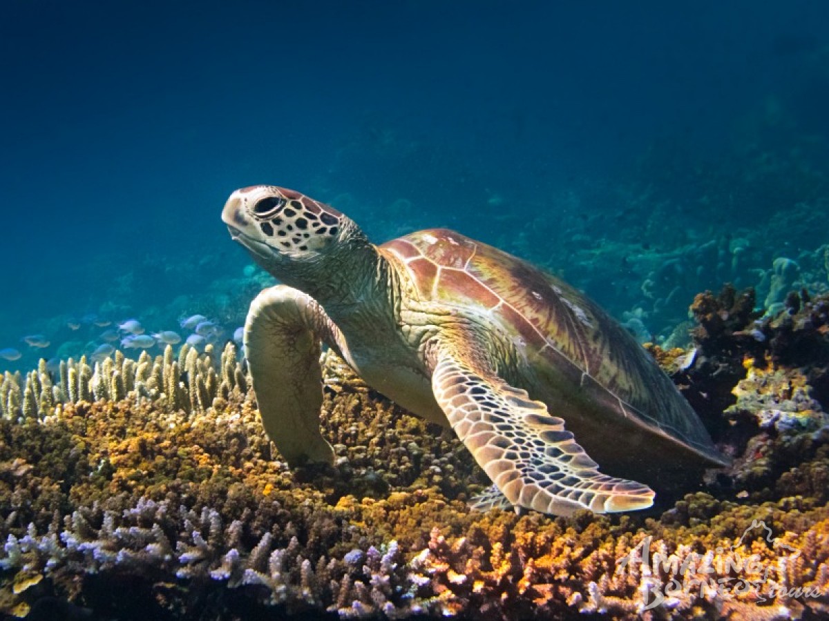 Stargazing & Fun Boat Snorkeling at Kudat, Tip of Borneo - TSM Merrimas Villa - Amazing Borneo Tours