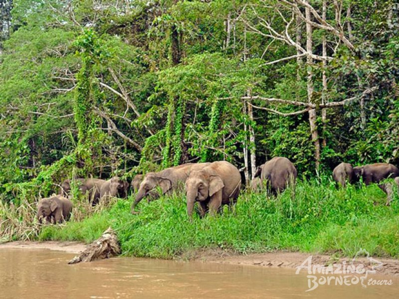 2D1N Borneo Natural Sukau Bilit Resort - Kinabatangan River Cruises & Jungle Walk (Budget) - Amazing Borneo Tours