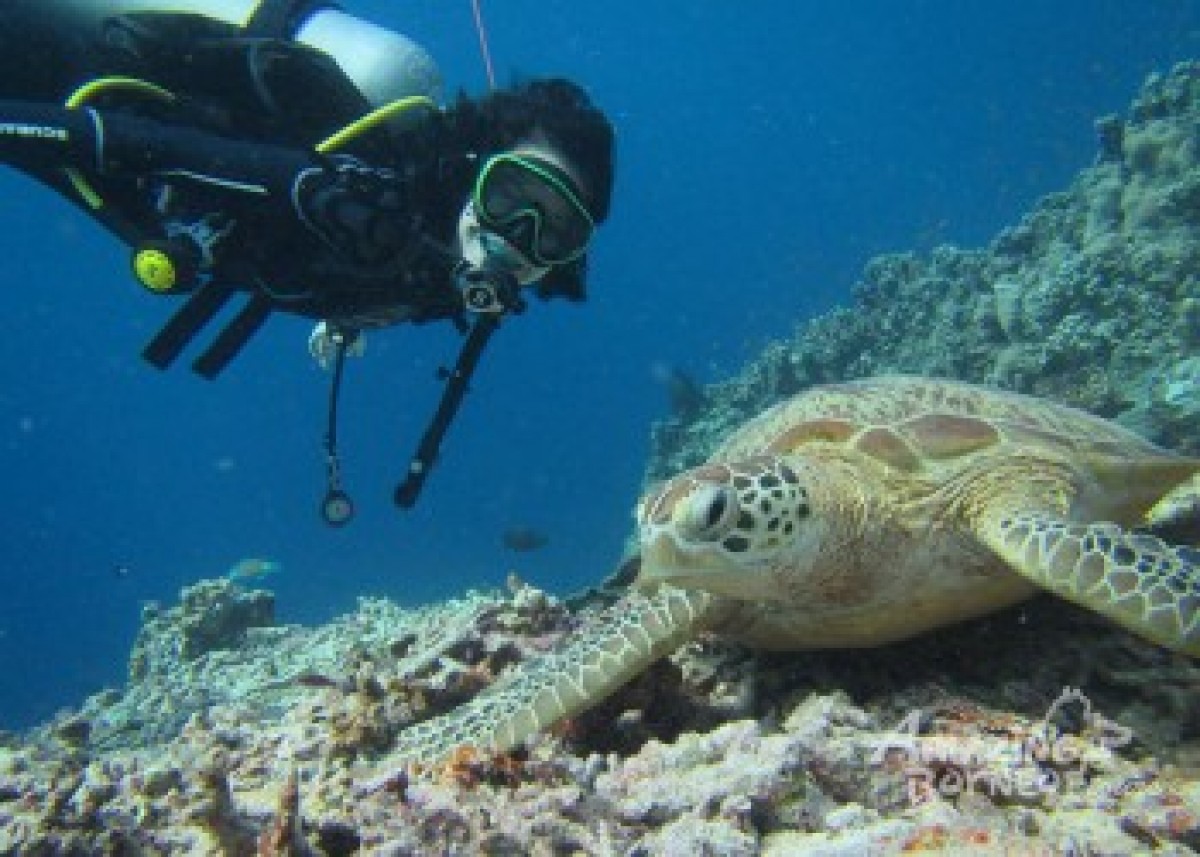 Mabul Island: Sipadan - Borneo Divers Mabul Resort - Amazing Borneo Tours