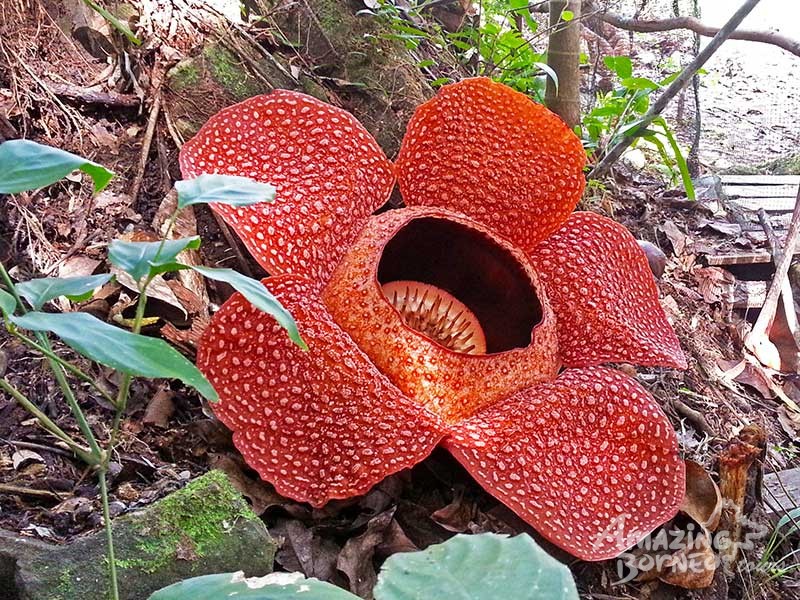 Tambunan Rafflesia Centre & Kipandi Butterfly Park & Mahua Waterfall - Amazing Borneo Tours