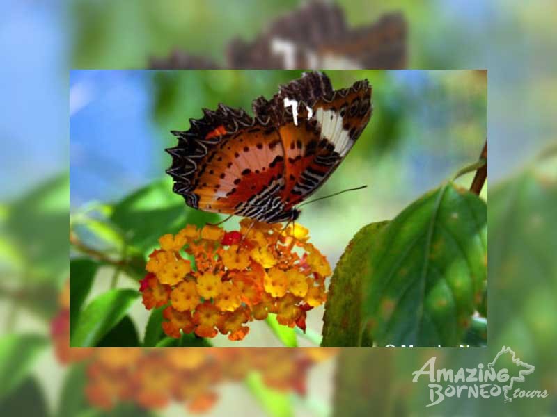 Tambunan Rafflesia Centre & Kipandi Butterfly Park & Mahua Waterfall - Amazing Borneo Tours
