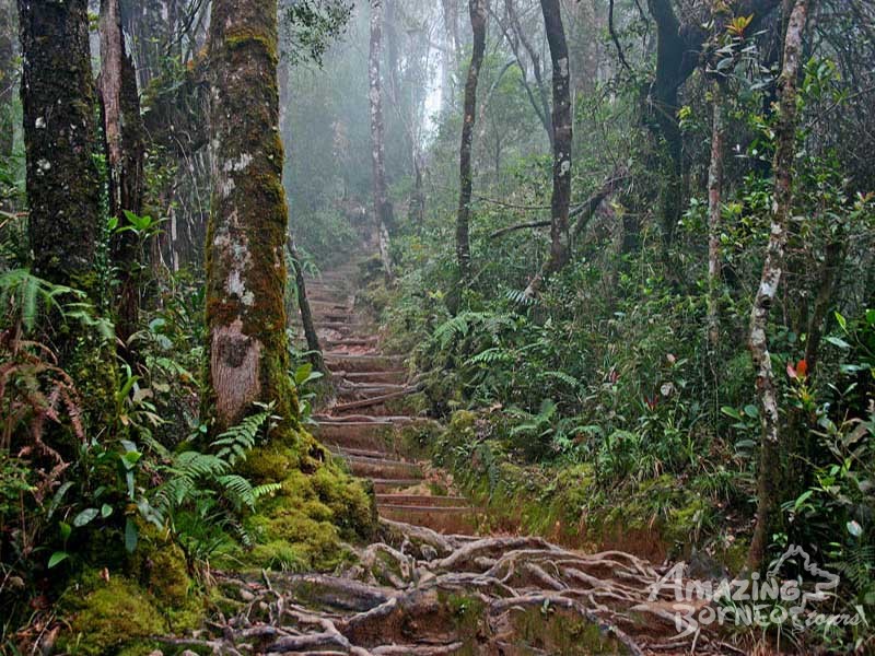 5D4N Mount Kinabalu Climb with Via Ferrata - LPC & Water Rafting & KK City Stay (Intermediate) - Amazing Borneo Tours