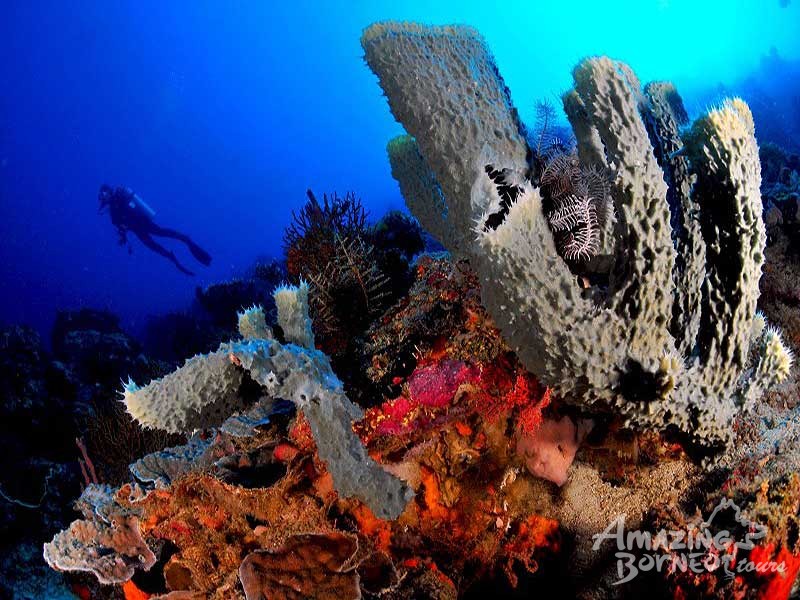 Mataking Island - The Reef Dive Resort - Amazing Borneo Tours