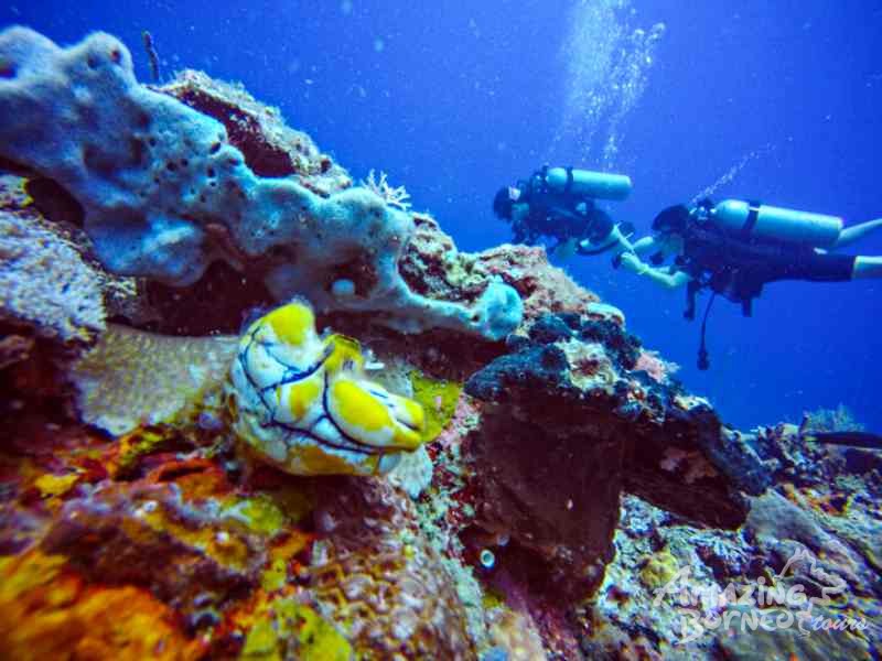SeaTango's Ballroom - A newly discovered dive site in Sabah! - Amazing Borneo Tours