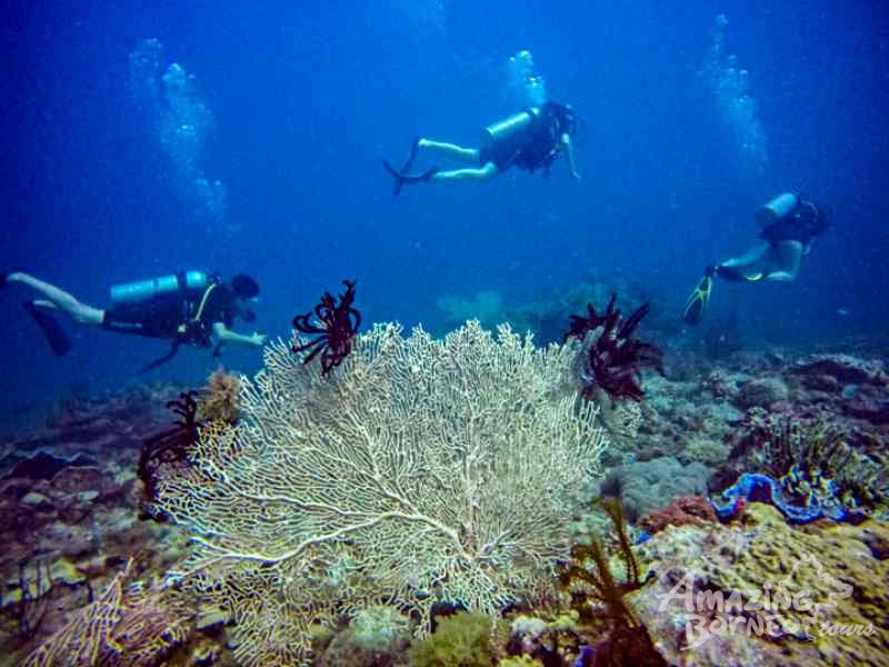 SeaTango's Ballroom - A newly discovered dive site in Sabah! - Amazing Borneo Tours