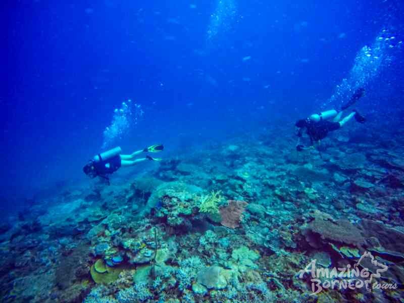 SeaTango's Ballroom - A newly discovered dive site in Sabah! - Amazing Borneo Tours