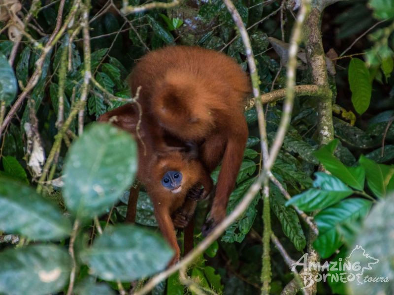 6D5N DANUM VALLEY & SEMPORNA COMBO (Borneo Rainforest Lodge & Mabul Water Bungalow) - Amazing Borneo Tours