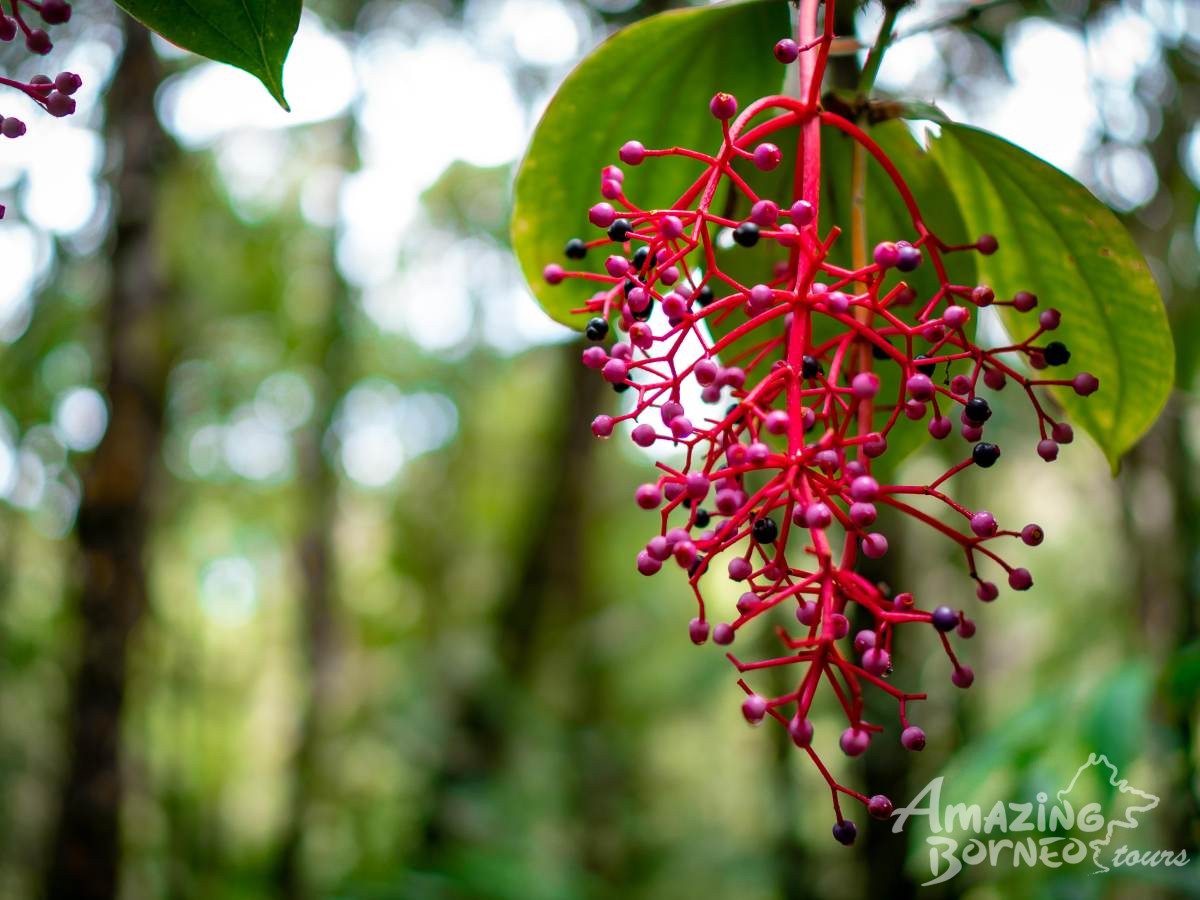 Kinabalu Park & Poring Canopy Walk Tour- Amazing Borneo ...