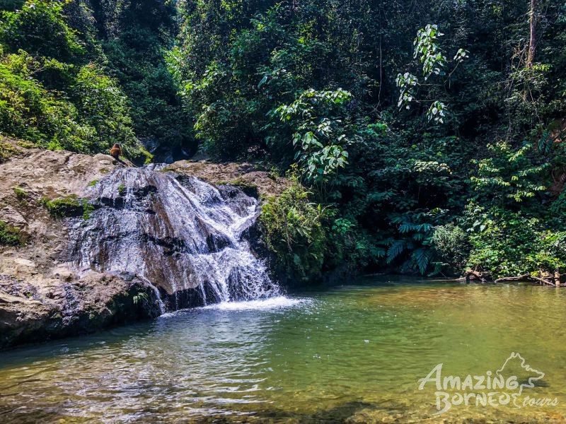 5D4N Wonders Of Kinabatangan River & Danum Valley - Amazing Borneo Tours