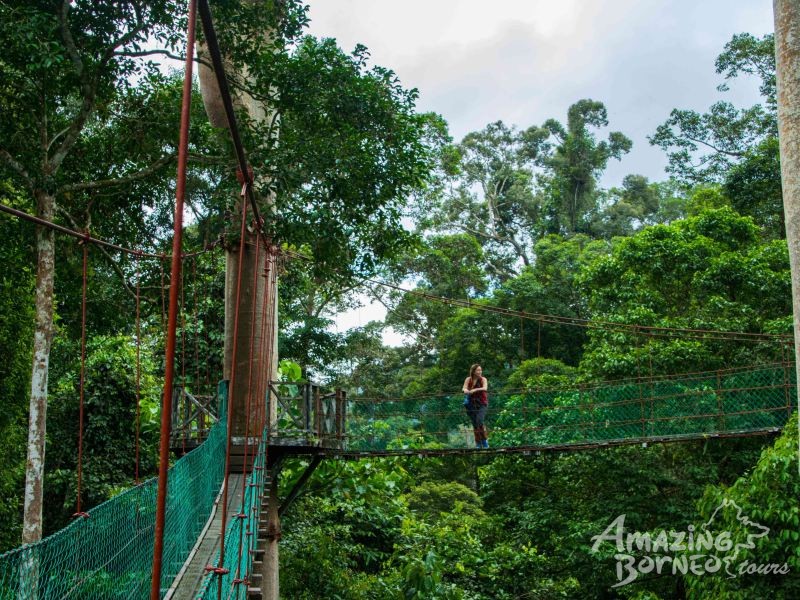 5D4N Wonders Of Kinabatangan River & Danum Valley - Amazing Borneo Tours