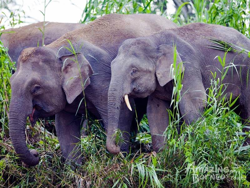 5D4N WONDERS OF KINABATANGAN RIVER & DANUM VALLEY (BUDGET PACKAGE) (3D2N BORNEO NATURAL SUKAU BILIT LODGE & 3D2N DANUM VALLEY FIELD CENTRE) - Amazing Borneo Tours