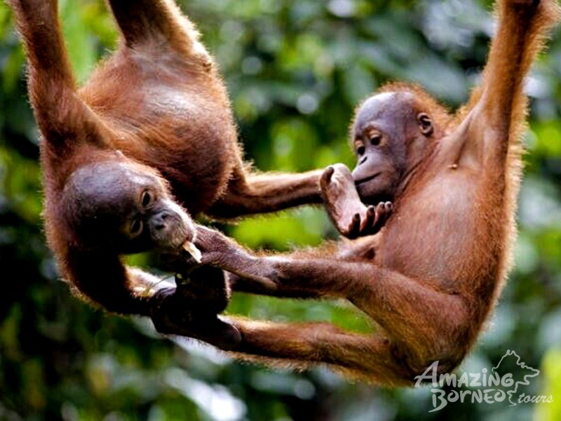 3D2N "Cat City" Kuching Express - Amazing Borneo Tours