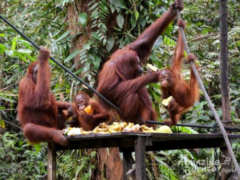 4D3N Relaxing Kuching Escape - Amazing Borneo Tours