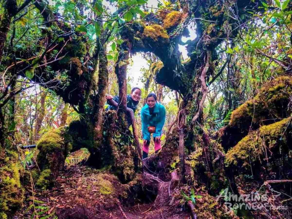 1 Day Kinabalu Crocker Range Trek (Maragang Hill - 2,232M) - Amazing Borneo Tours