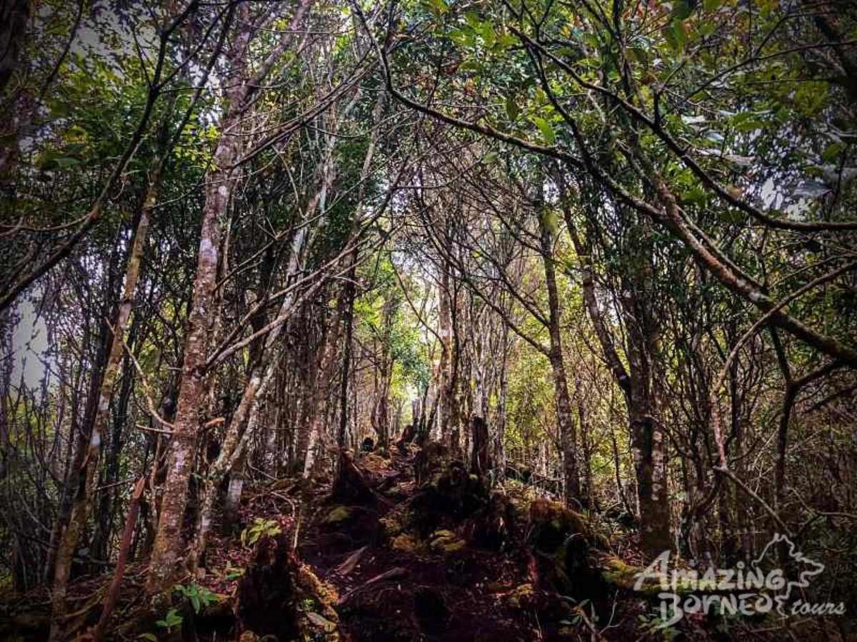 1 Day Kinabalu Crocker Range Trek (Maragang Hill - 2,232M) - Amazing Borneo Tours