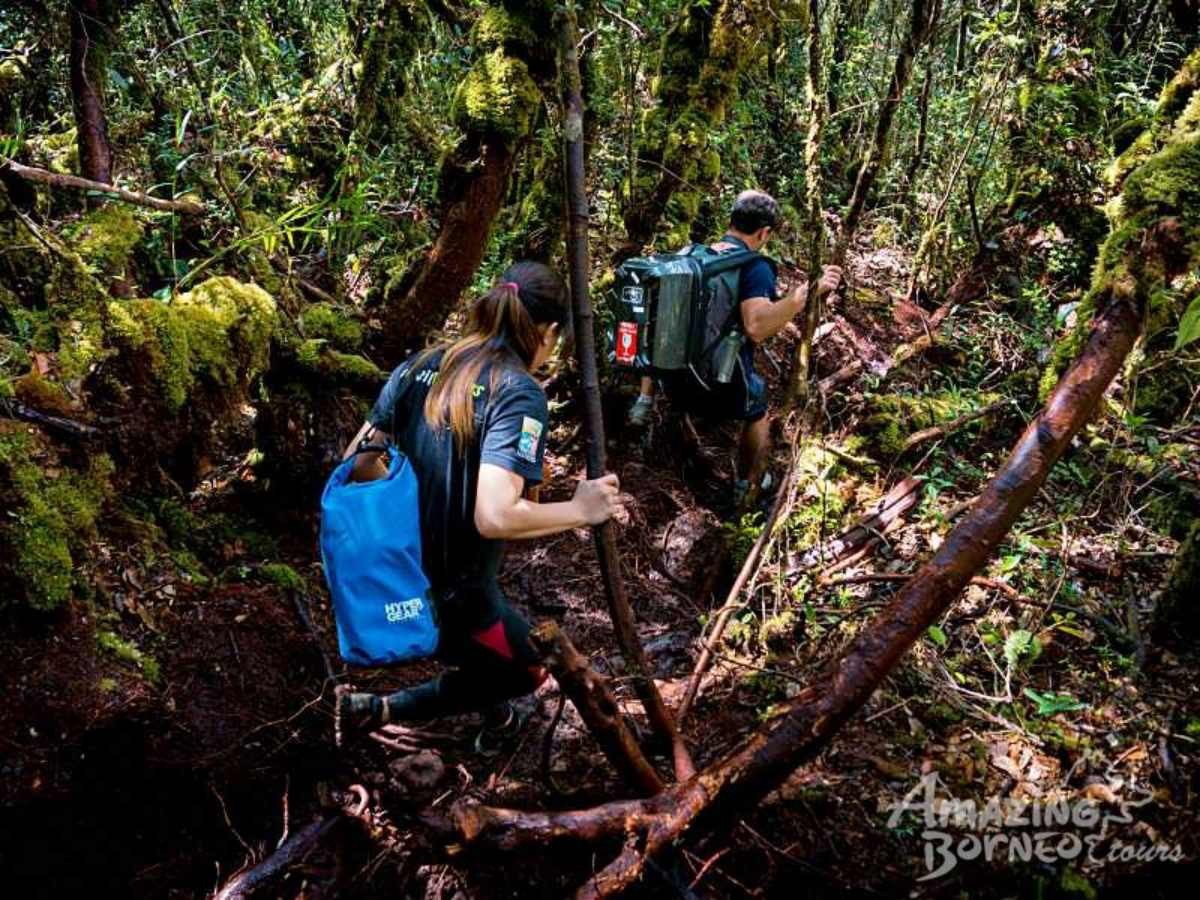 1 Day Kinabalu Crocker Range Trek (Maragang Hill - 2,232M) - Amazing Borneo Tours