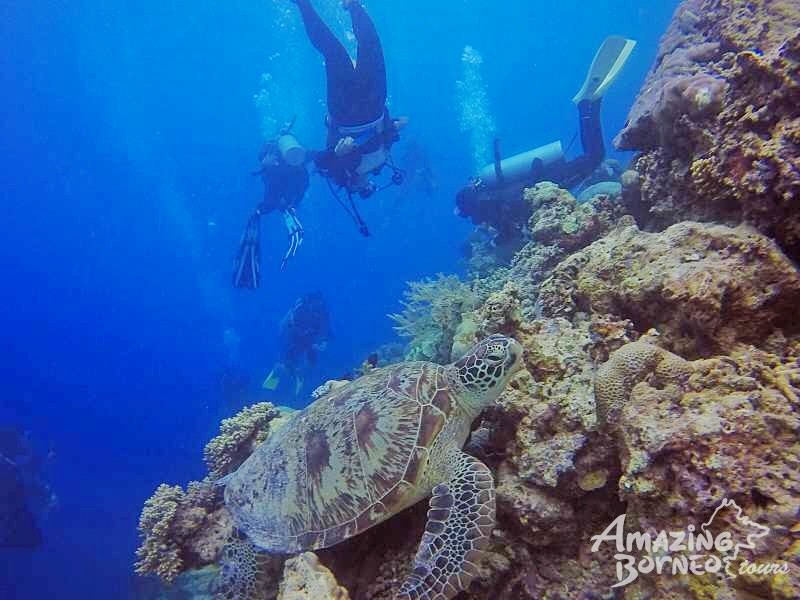 Mataking with Timba-Timba Islands Hopping - Amazing Borneo Tours