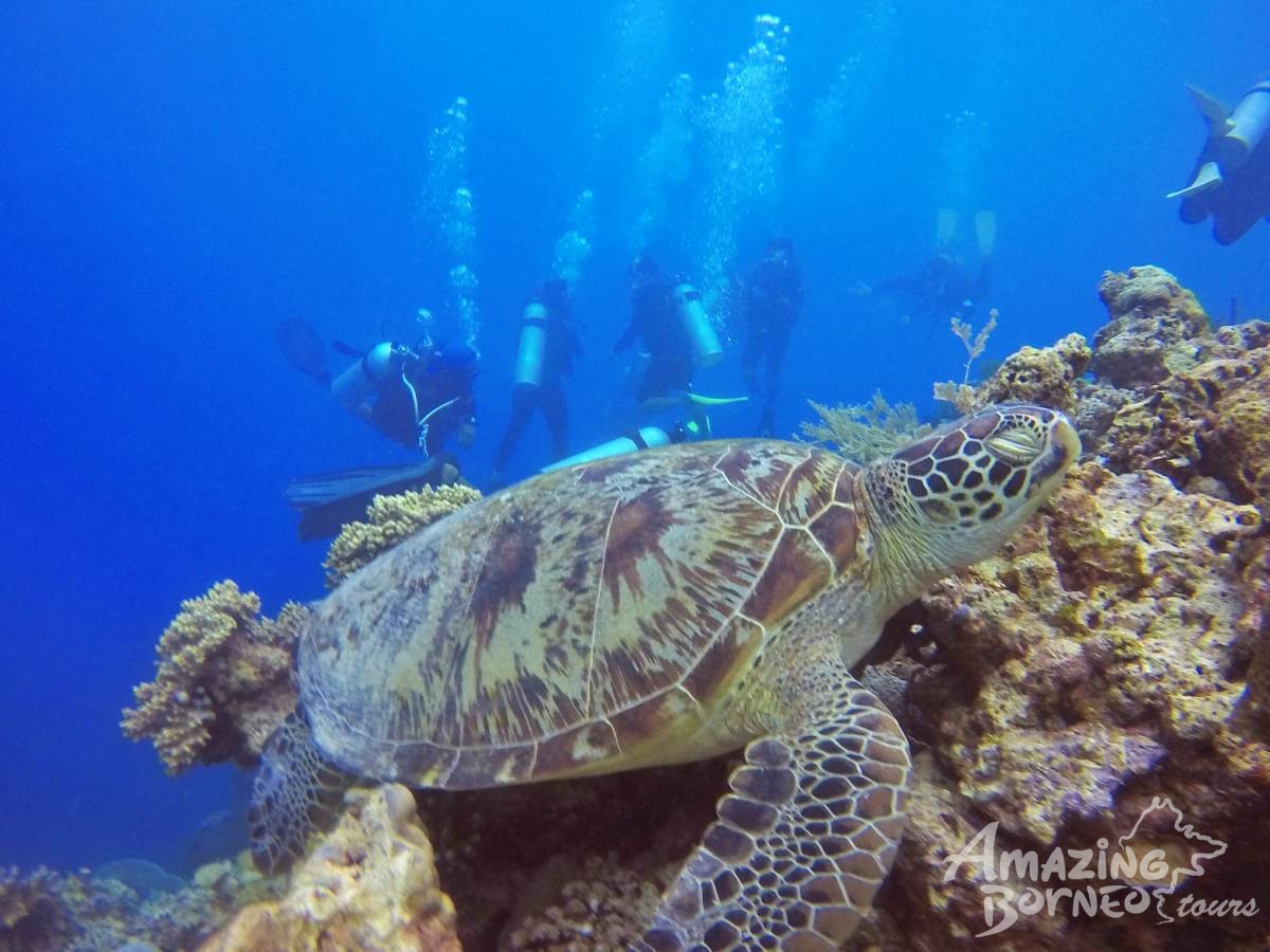 4D3N Semporna Islands with Bohey Dulang Hike (Diving & Snorkeling) - Amazing Borneo Tours