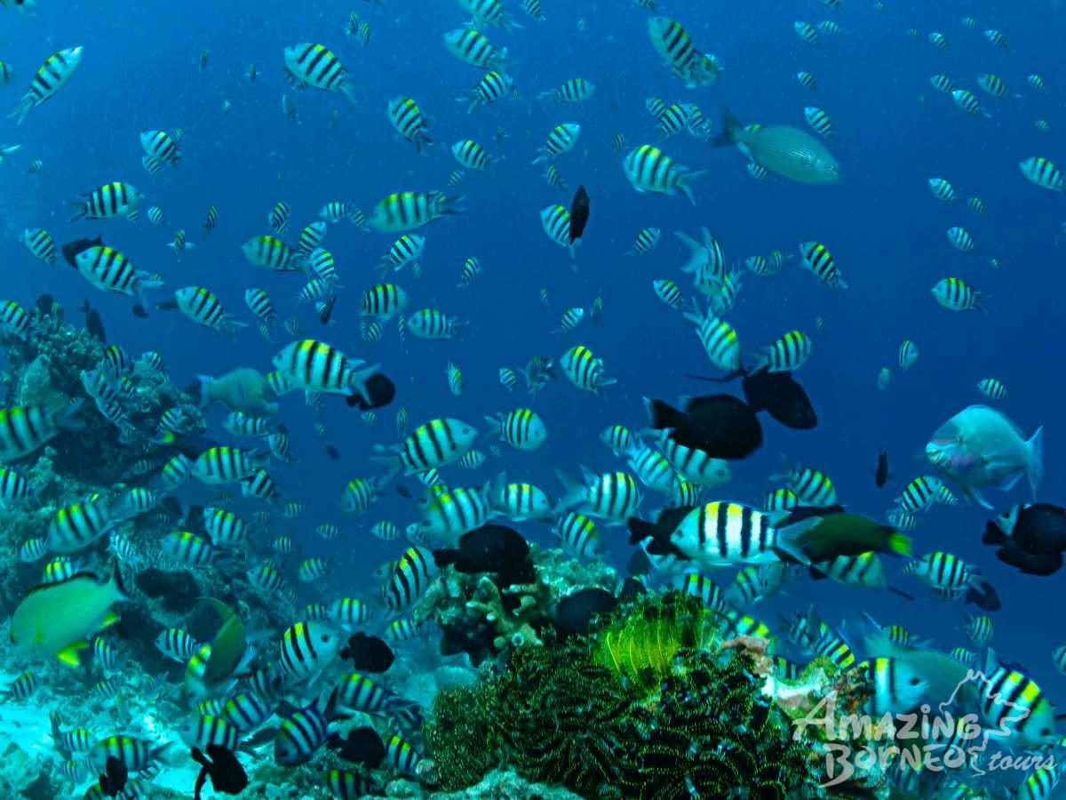4D3N Semporna Islands with Bohey Dulang Hike (Diving & Snorkeling) - Amazing Borneo Tours
