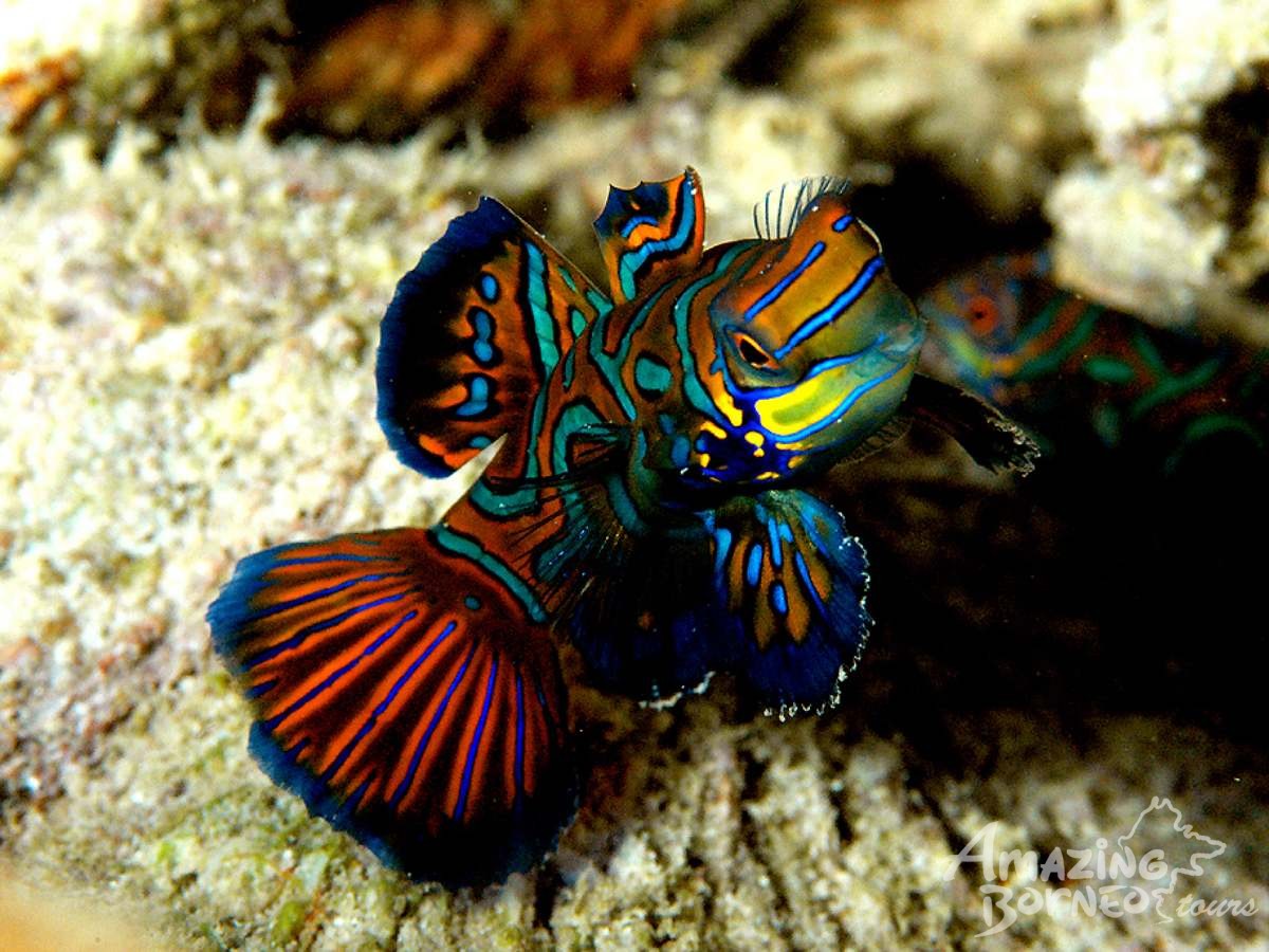 4D3N Semporna Islands with Bohey Dulang Hike (Diving & Snorkeling) - Amazing Borneo Tours
