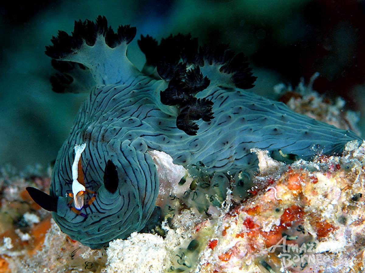 4D3N Semporna Islands with Bohey Dulang Hike (Diving & Snorkeling) - Amazing Borneo Tours