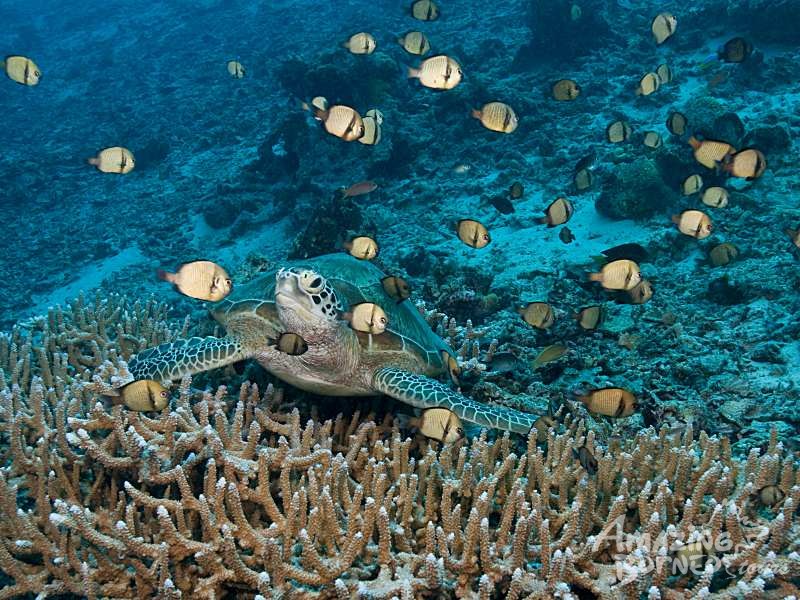 4D3N Semporna Islands Snorkeling with Bohey Dulang Hike (Budget) - Amazing Borneo Tours