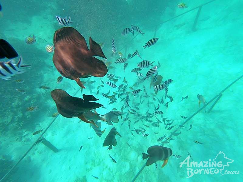 4D3N Semporna Islands Snorkeling with Bohey Dulang Hike (Budget) - Amazing Borneo Tours