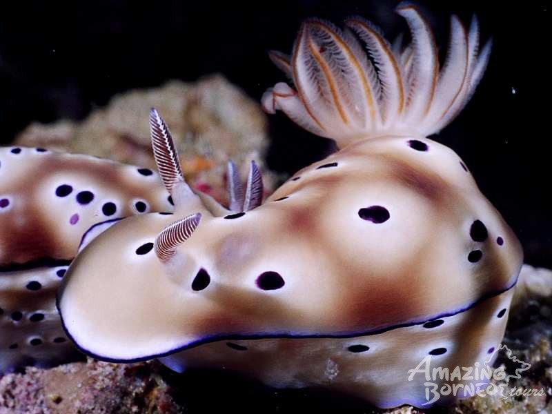 4D3N Semporna Islands Snorkeling with Bohey Dulang Hike (Budget) - Amazing Borneo Tours