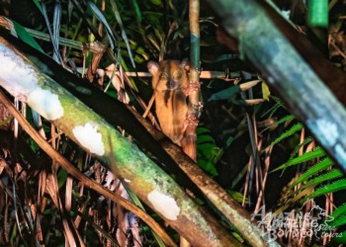3D2N Kawag Nature Lodge - Borneo Rainforest Wildlife Explorer - Amazing Borneo Tours