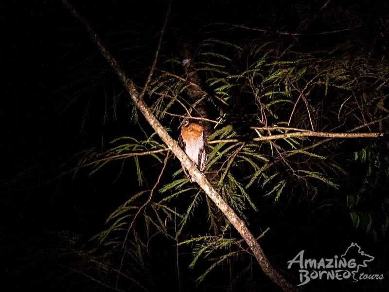 4D3N Kawag Nature Lodge - Borneo Rainforest Wildlife Adventures - Amazing Borneo Tours