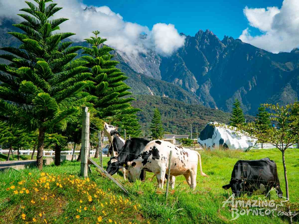 Kundasang Highlight Leisure Family Tour - Amazing Borneo Tours