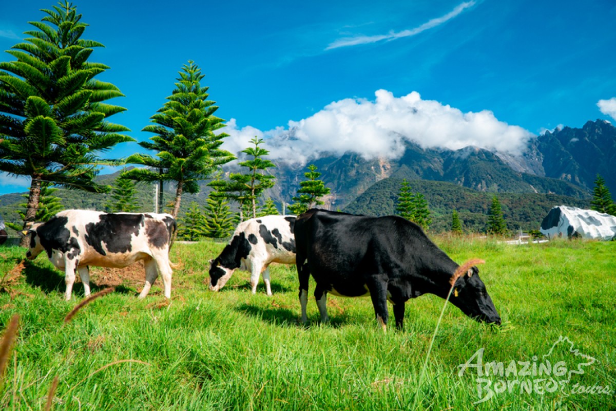 Desa Cattle Dairy Farm (Admission Ticket) - Amazing Borneo Tours